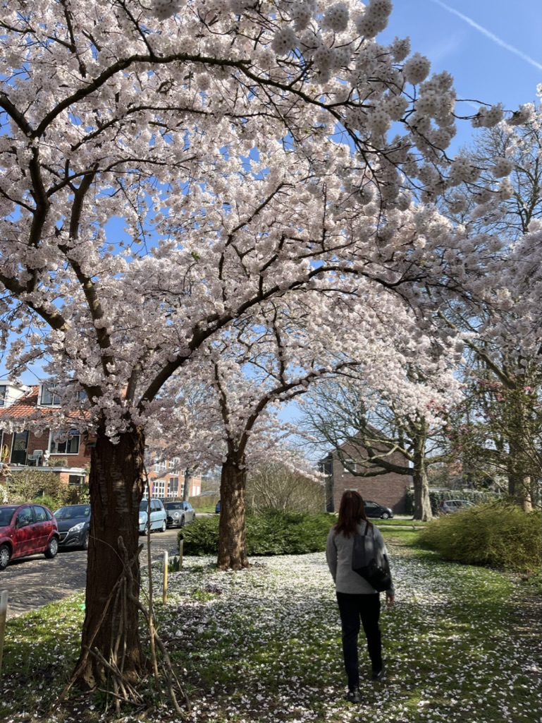 spring-45
