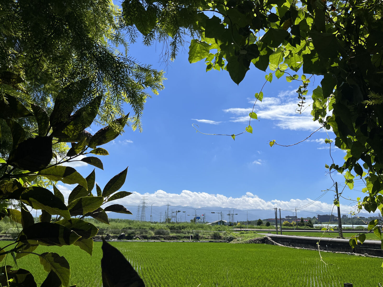 rice-paddy